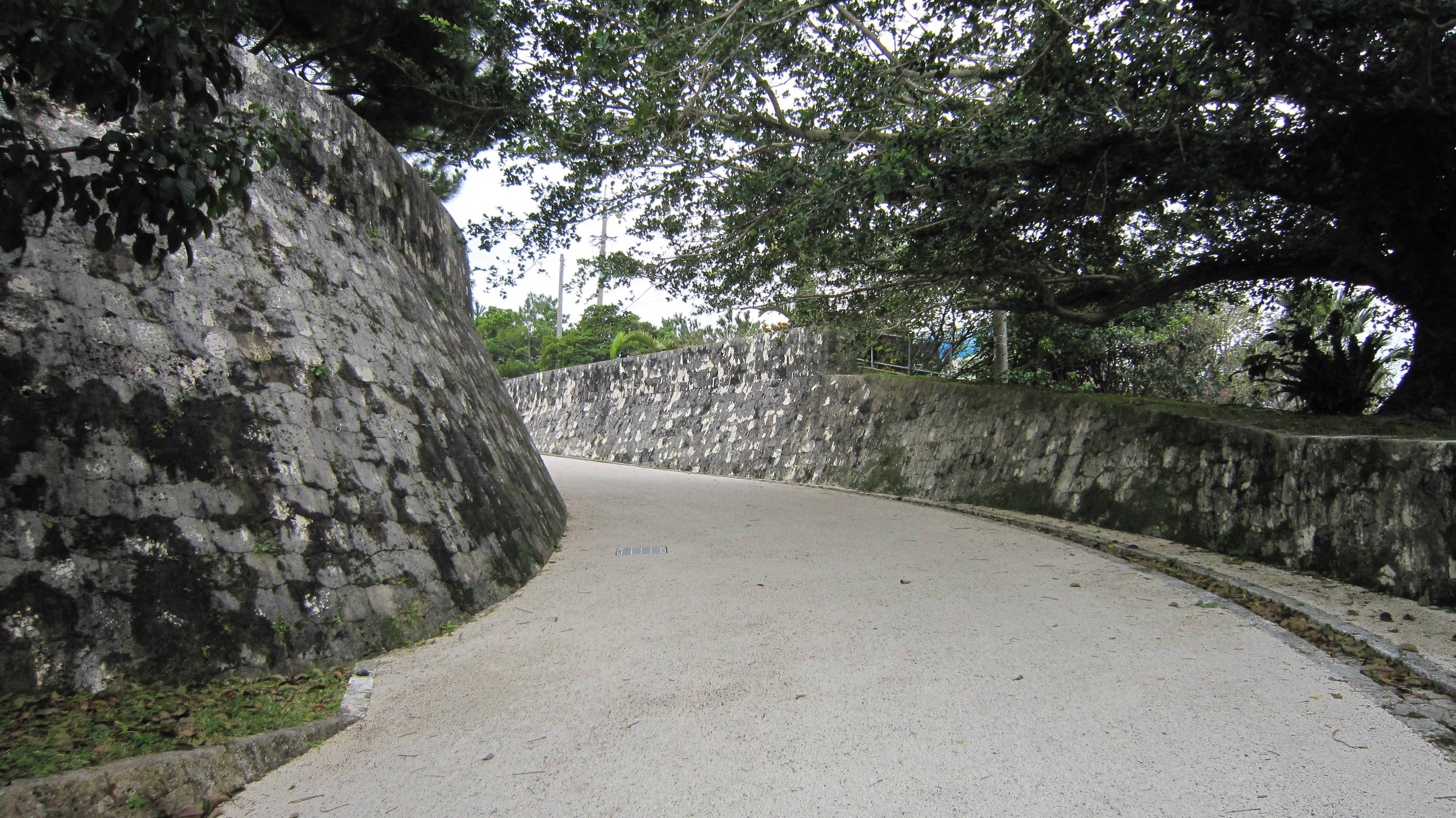 一条浅色路面在两道石灰岩石墙之间弯曲上行，大树枝叶自上方伸展遮蔽。