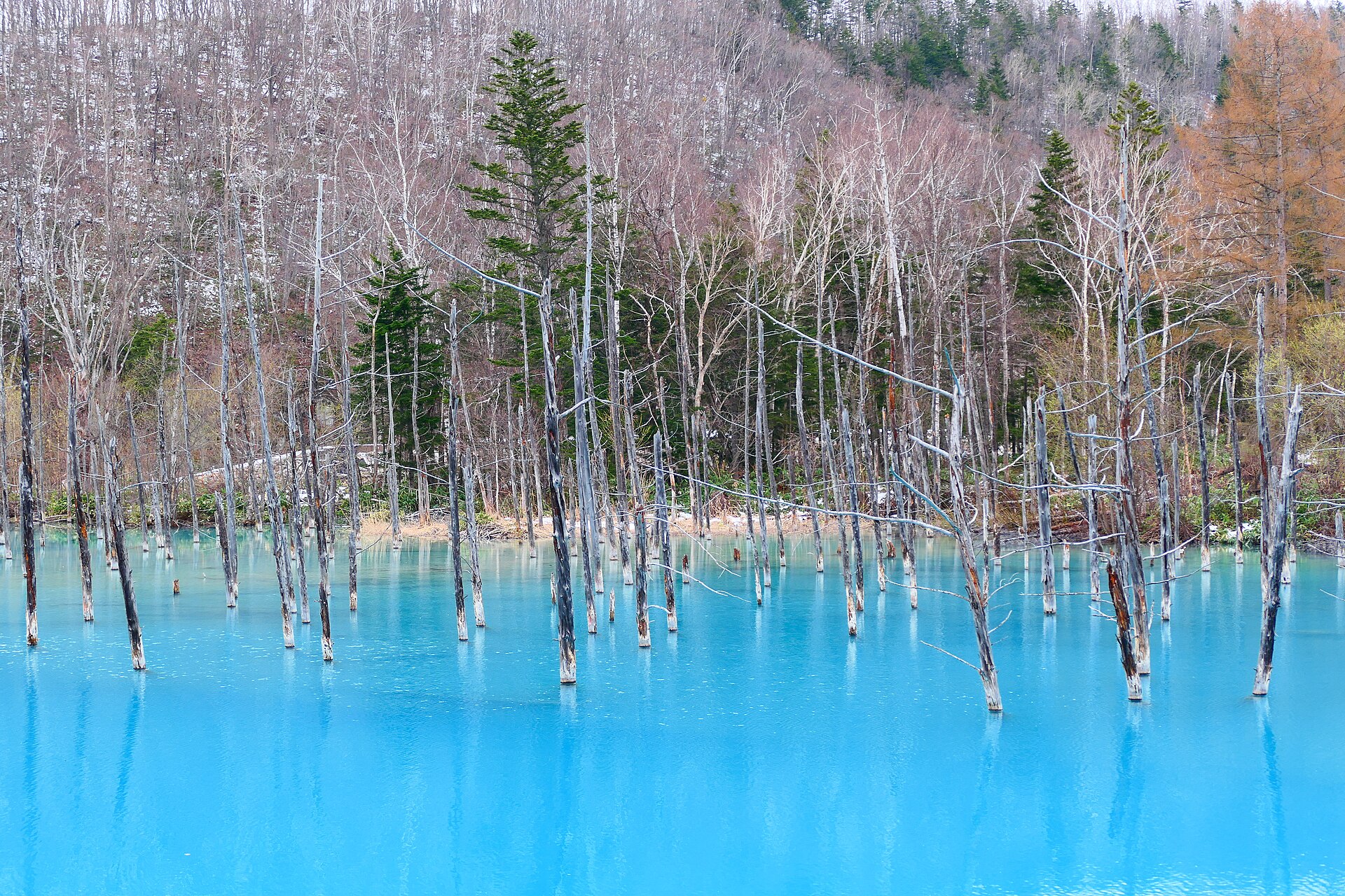 北海道美瑛町白金青池的水面与周围林木的远景。