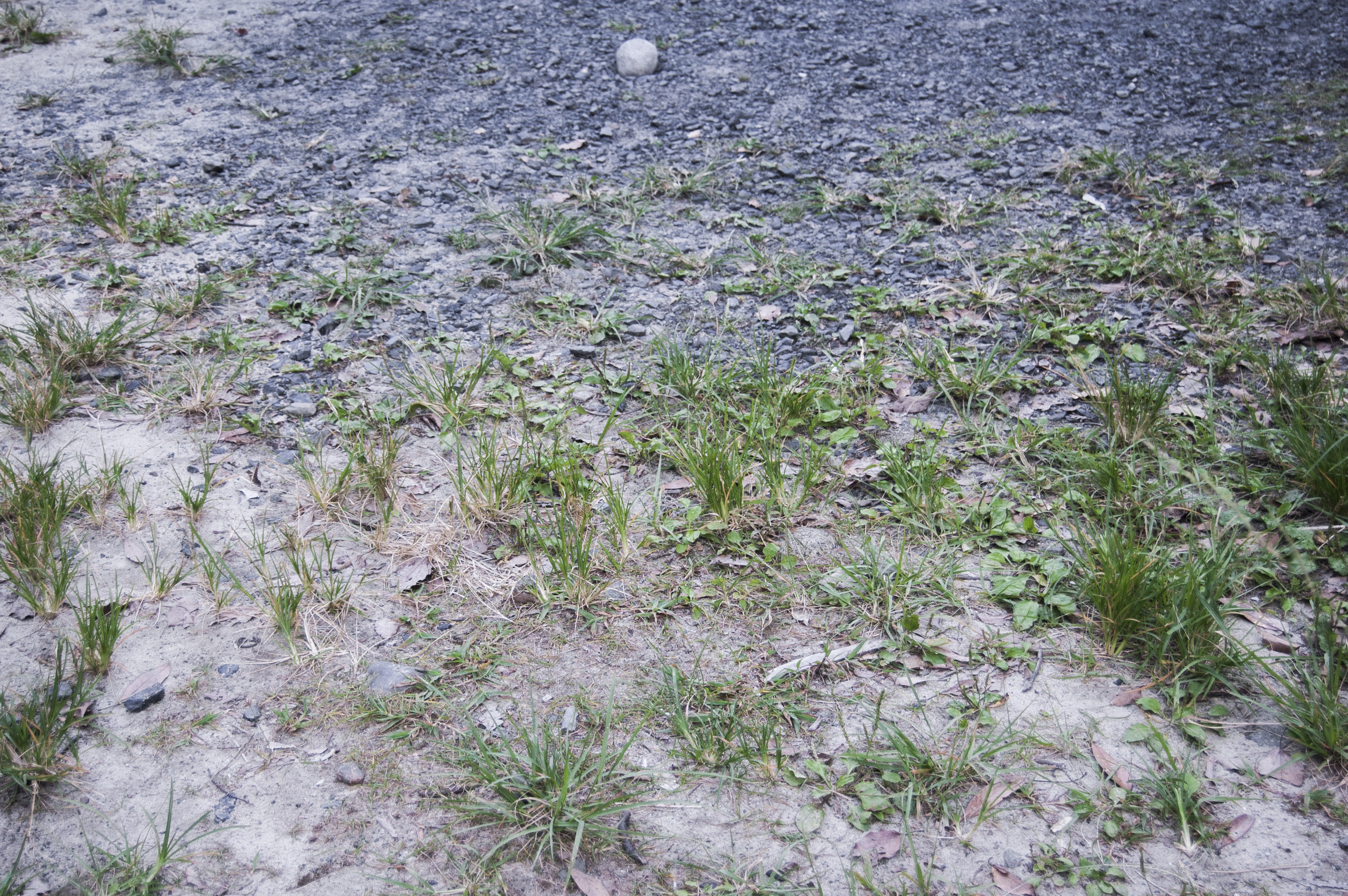 屋久岛稀疏草地与碎石中的一块圆石。