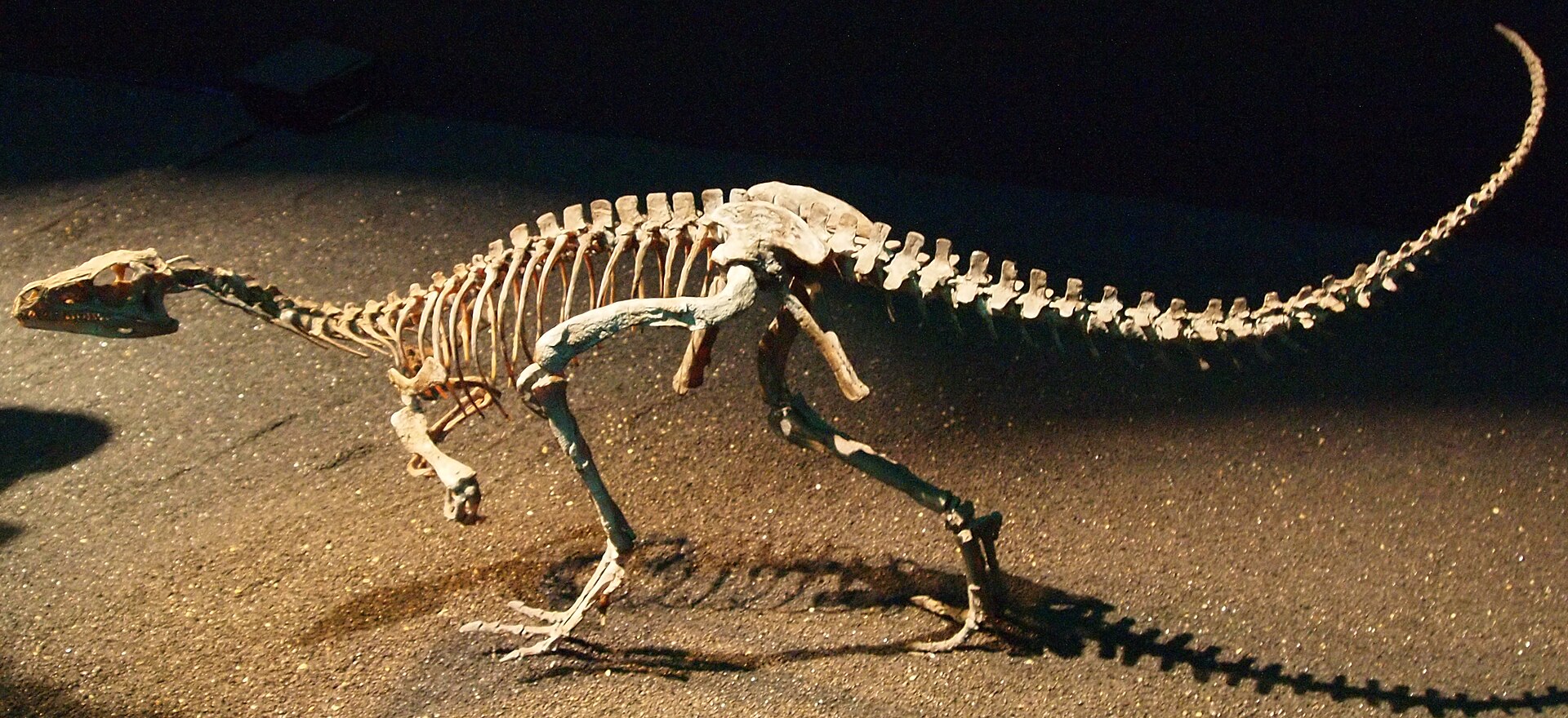 森艺术中心画廊展出的恐龙始盗龙（Eoraptor）展品。