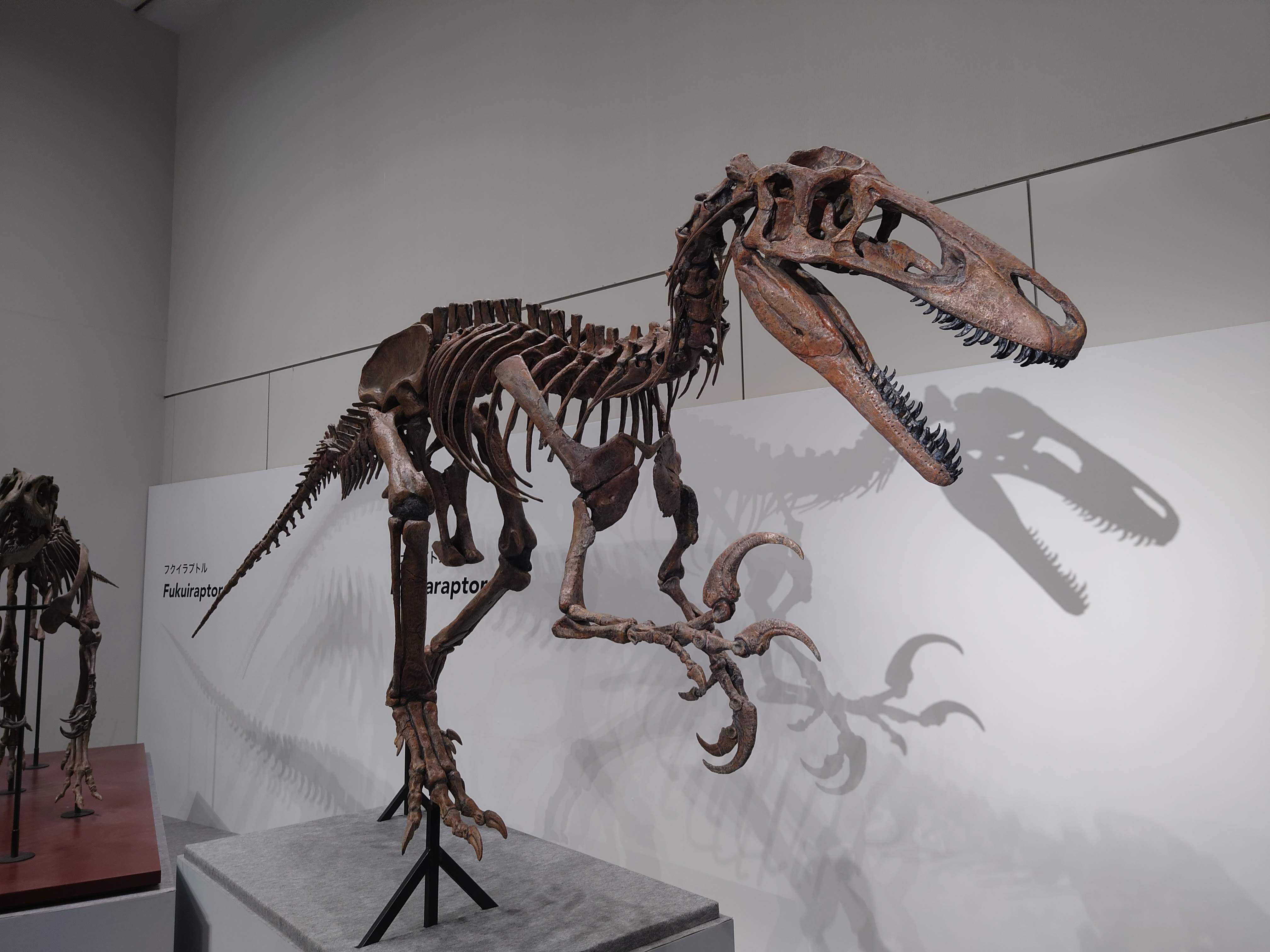 博物馆展厅里，一具红棕色兽脚类恐龙骨架立于灰色展台，前肢三只巨大弯爪朝前伸出，身后白色展板印着“Fukuiraptor”。