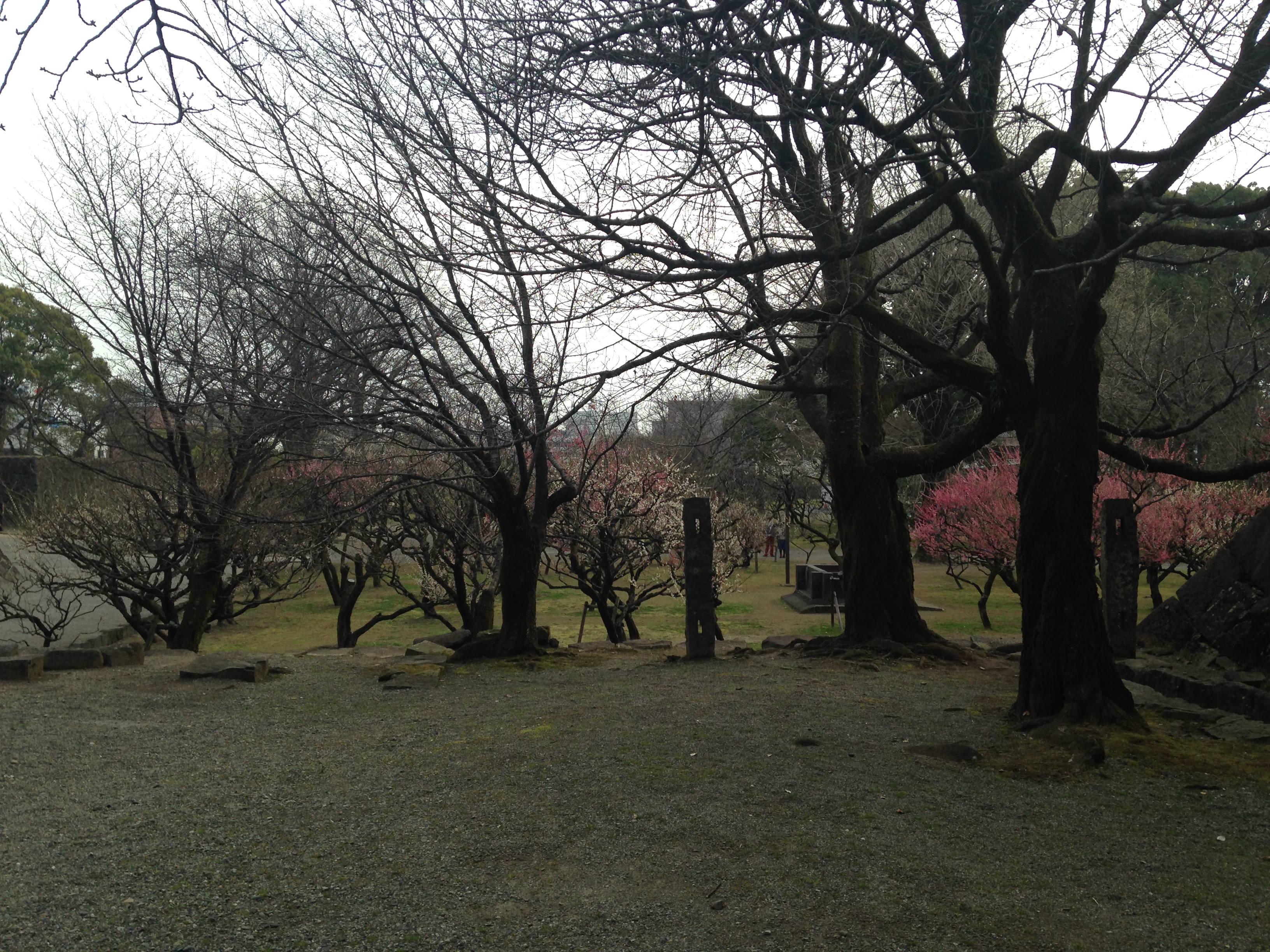 熊本城石墙前盛开的梅花。
