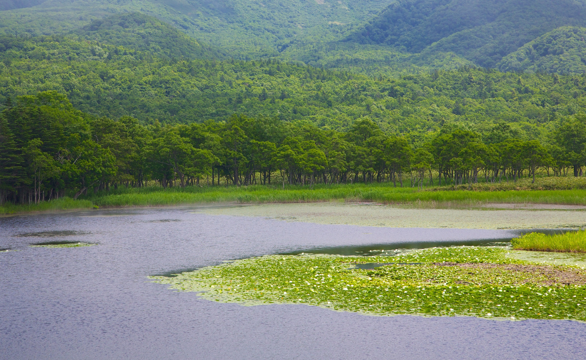 知床湖面上的水生植物与后方绿色山林。