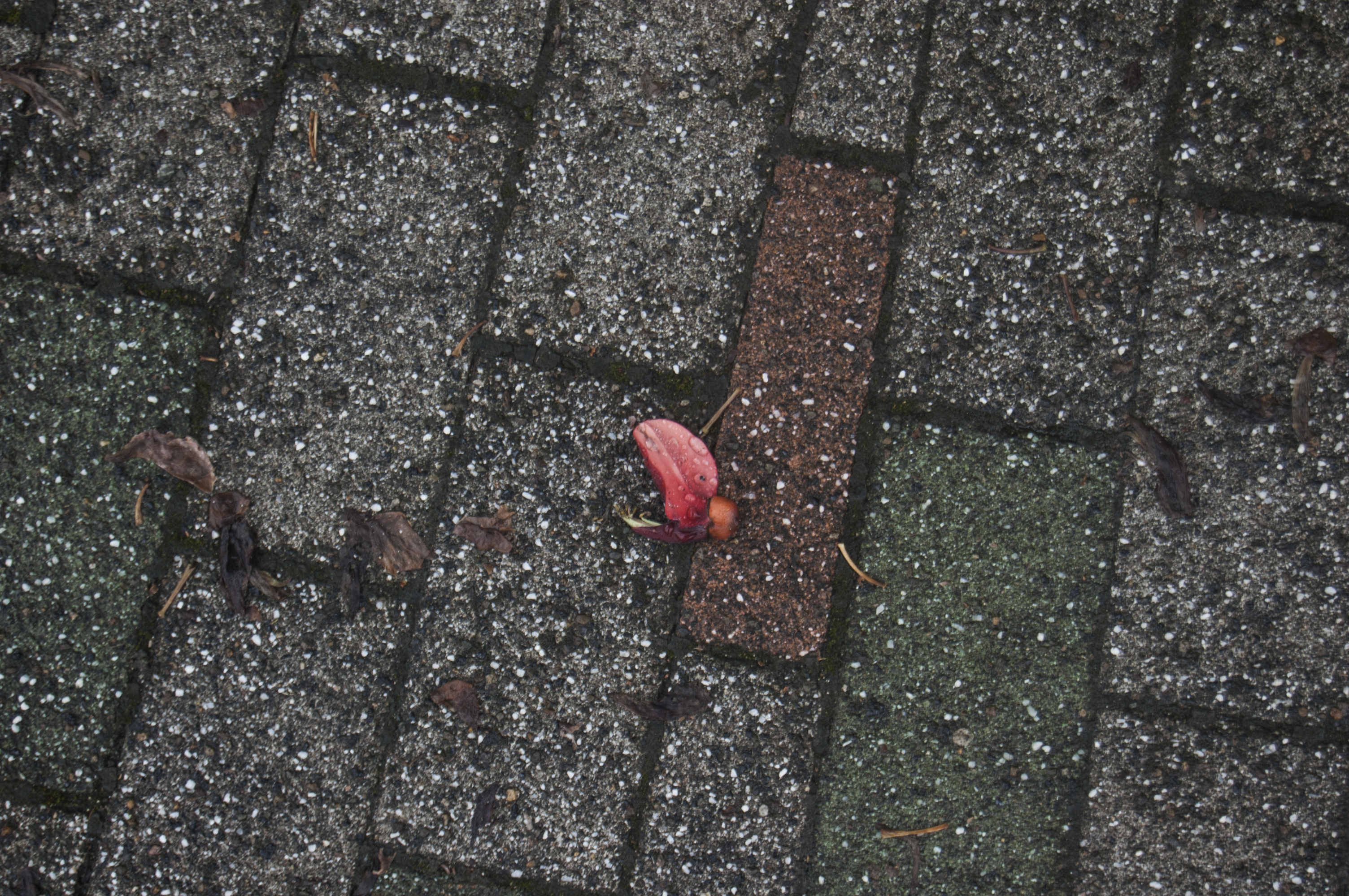 一朵沾着雨珠的红色落花躺在灰色石砖路面上，周围散落着褐色枯叶。