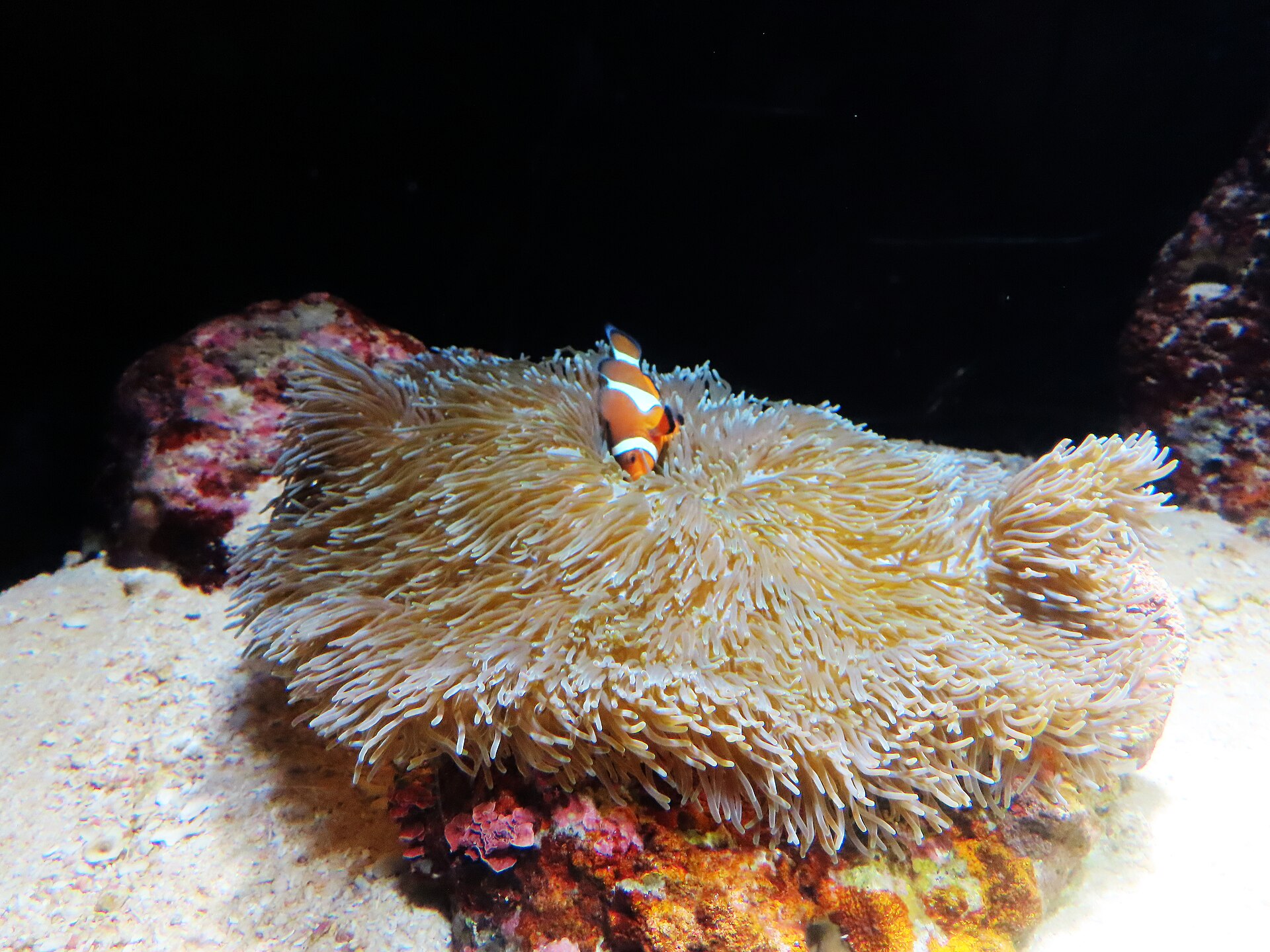 冲绳美丽海水族馆一处小型水槽的内部景象。