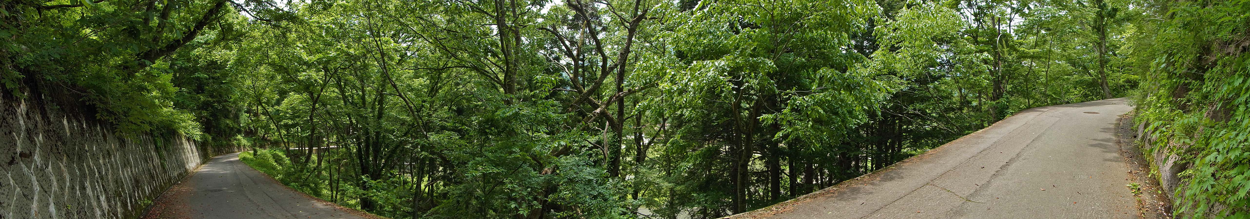 狭窄的柏油山路在茂密绿林中拐弯，路旁有石砌挡土墙。