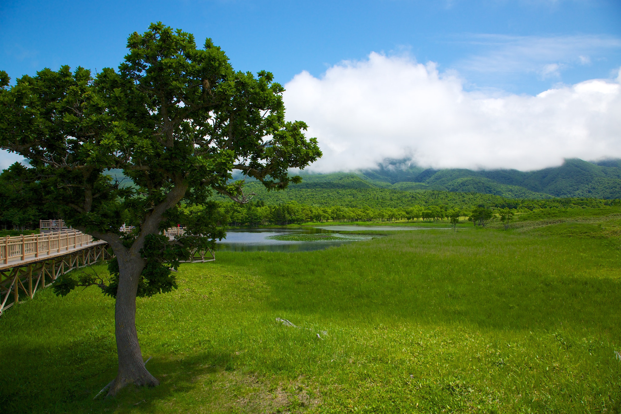 木栈道、湿地草原与云下知床湖泊。