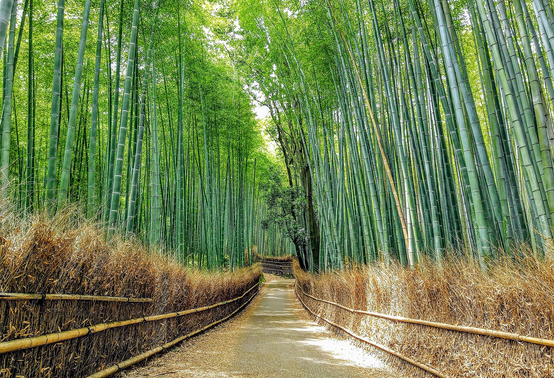 岚山嵯峨野竹林小径，高耸的竹子夹道而立。