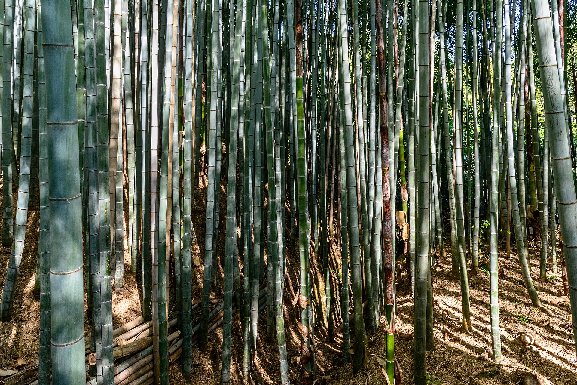 嵯峨野竹林的整片竹丛景象。